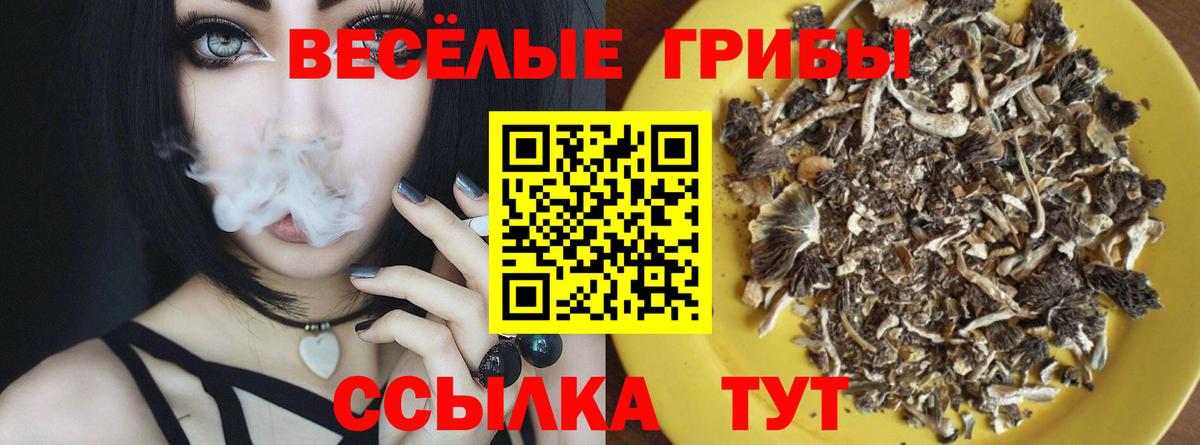 Псилоцибиновые грибы Cubensis Саяногорск